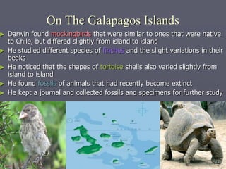 On The Galapagos Islands
► Darwin found mockingbirds that were similar to ones that were native
to Chile, but differed slightly from island to island
► He studied different species of finches and the slight variations in their
beaks
► He noticed that the shapes of tortoise shells also varied slightly from
island to island
► He found fossils of animals that had recently become extinct
► He kept a journal and collected fossils and specimens for further study
 