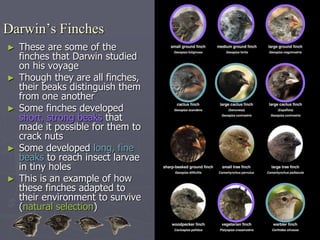 Darwin’s Finches
► These are some of the
finches that Darwin studied
on his voyage
► Though they are all finches,
their beaks distinguish them
from one another
► Some finches developed
short, strong beaks that
made it possible for them to
crack nuts
► Some developed long, fine
beaks to reach insect larvae
in tiny holes
► This is an example of how
these finches adapted to
their environment to survive
(natural selection)
 