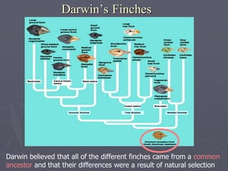 Darwin’s Finches
Darwin believed that all of the different finches came from a common
ancestor and that their differences were a result of natural selection
 