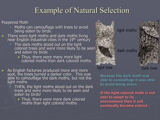 Example of Natural Selection
Peppered Moth
 Moths can camouflage with trees to avoid
being eaten by birds.
► There were light moths and dark moths living
near English industrial cities in the 19th century
 The dark moths stood out on the light
colored trees and were more likely to be seen
and eaten by birds
► Thus, there were many more light
colored moths than dark colored moths.
► As English factories produced more and more
soot, the trees turned a darker color. This was
able to camouflage the dark moths, but not the
light moths
 THEN, the light moths stood out on the dark
trees and were more likely to be seen and
eaten by birds!
► Thus, there were more dark colored
moths than light colored moths.
Because the dark moth was
able to camouflage it was able
to avoid being eaten.
If the light colored moth is not
able to adapt to its
environment then it will
eventually become extinct.
 