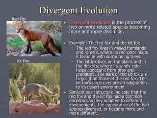 Divergent Evolution
► Divergent evolution is the process of
two or more related species becoming
more and more dissimilar.
► Example: The red fox and the kit fox
 The red fox lives in mixed farmlands
and forests, where its red color helps
it blend in with surrounding trees.
 The kit fox lives on the plains and in
the deserts, where its sandy color
helps conceal it from prey and
predators. The ears of the kit fox are
larger than those of the red fox. The
kit fox's large ears are an adaptation
to its desert environment
► Similarities in structure indicate that the
red fox and the kit fox had a common
ancestor. As they adapted to different
environments, the appearance of the two
species diverged, or became more and
more different.
Red Fox
Kit Fox
 