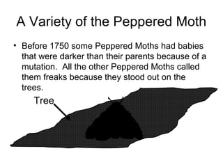 A Variety of the Peppered Moth
• Before 1750 some Peppered Moths had babies
that were darker than their parents because of a
mutation. All the other Peppered Moths called
them freaks because they stood out on the
trees.

Tree

 