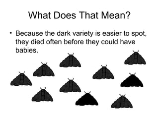 What Does That Mean?
• Because the dark variety is easier to spot,
they died often before they could have
babies.

 