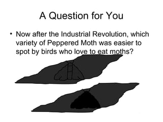 A Question for You
• Now after the Industrial Revolution, which
variety of Peppered Moth was easier to
spot by birds who love to eat moths?

 