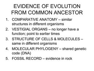 EVIDENCE OF EVOLUTION
FROM COMMON ANCESTOR
1. COMPARATIVE ANATOMY – similar
structures in different organisms
2. VESTIGIAL ORGANS – no longer have a
function; point to earlier times
3. STRUCTURE OF CELLS & MOLECULES –
same in different organisms
4. MOLECULAR PHYLOGENY – shared genetic
code (DNA)
5. FOSSIL RECORD – evidence in rock

 