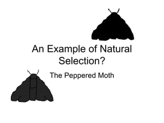 An Example of Natural
Selection?
The Peppered Moth

 
