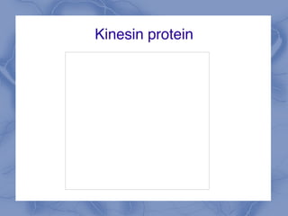 Kinesin protein
 