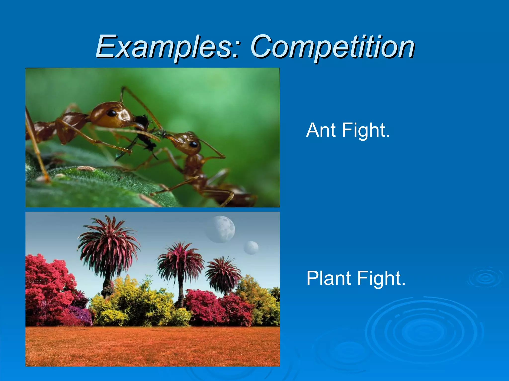 Examples: Competition Ant Fight. Plant Fight. 