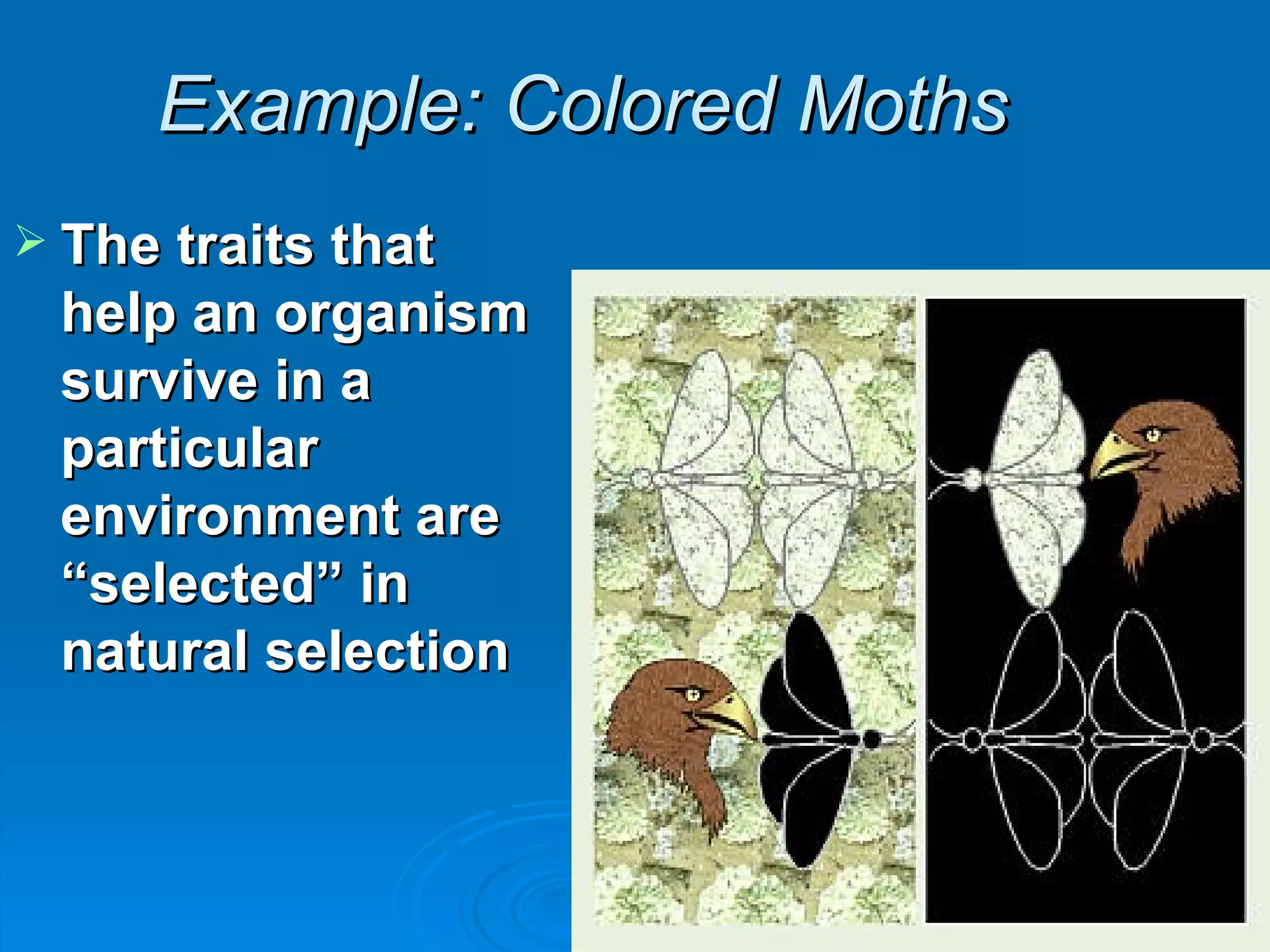 Example: Colored Moths The traits that help an organism survive in a particular environment are “selected” in natural selection 