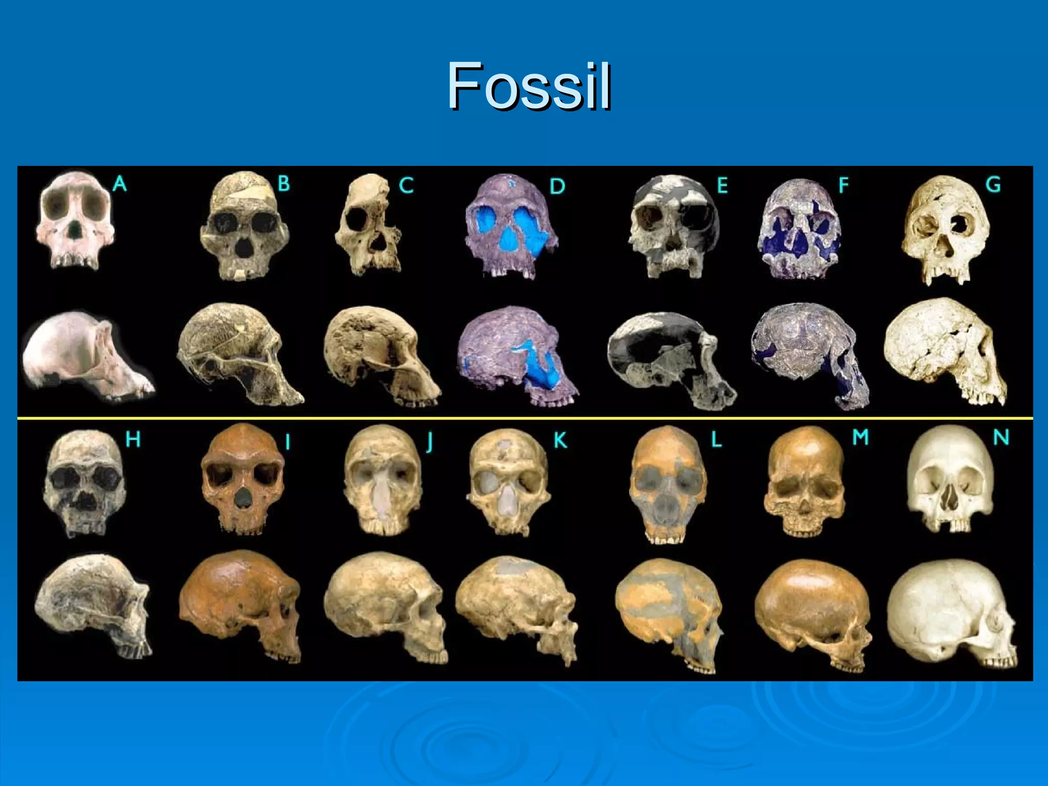 Fossil 