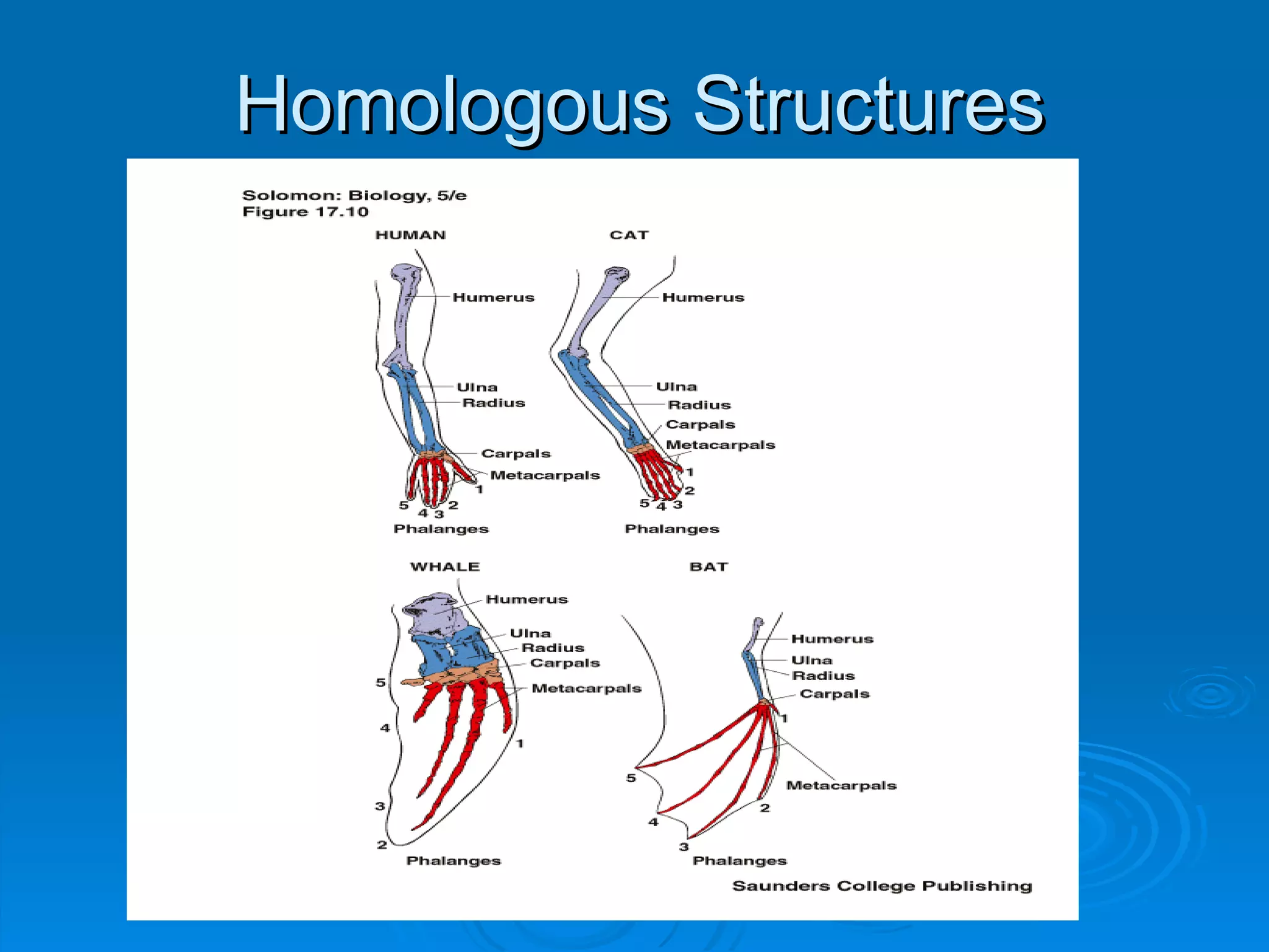 Homologous Structures 