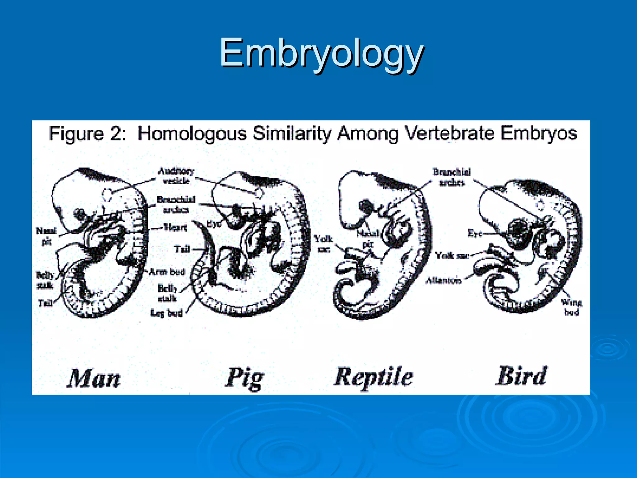 Embryology 