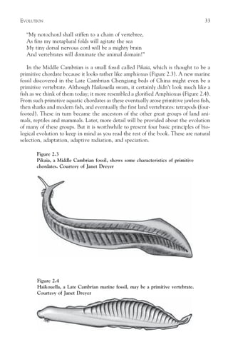 EVOLUTION                                                                            33

  “My notochord shall stiffen to a chain of vertebree,
  As fins my metaplural folds will agitate the sea
  My tiny dorsal nervous cord will be a mighty brain
  And vertebrates will dominate the animal domain!”

   In the Middle Cambrian is a small fossil called Pikaia, which is thought to be a
primitive chordate because it looks rather like amphioxus (Figure 2.3). A new marine
fossil discovered in the Late Cambrian Chengiang beds of China might even be a
primitive vertebrate. Although Haikouella swam, it certainly didn’t look much like a
fish as we think of them today; it more resembled a glorified Amphioxus (Figure 2.4).
From such primitive aquatic chordates as these eventually arose primitive jawless fish,
then sharks and modern fish, and eventually the first land vertebrates: tetrapods (four-
footed). These in turn became the ancestors of the other great groups of land ani-
mals, reptiles and mammals. Later, more detail will be provided about the evolution
of many of these groups. But it is worthwhile to present four basic principles of bio-
logical evolution to keep in mind as you read the rest of the book. These are natural
selection, adaptation, adaptive radiation, and speciation.

       Figure 2.3
       Pikaia, a Middle Cambrian fossil, shows some characteristics of primitive
       chordates. Courtesy of Janet Dreyer




       Figure 2.4
       Haikouella, a Late Cambrian marine fossil, may be a primitive vertebrate.
       Courtesy of Janet Dreyer
 