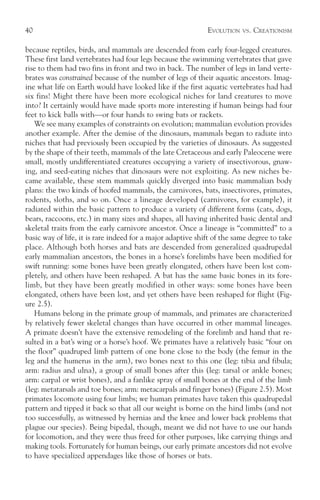 40                                                           EVOLUTION   VS.   CREATIONISM

because reptiles, birds, and mammals are descended from early four-legged creatures.
These first land vertebrates had four legs because the swimming vertebrates that gave
rise to them had two fins in front and two in back. The number of legs in land verte-
brates was constrained because of the number of legs of their aquatic ancestors. Imag-
ine what life on Earth would have looked like if the first aquatic vertebrates had had
six fins! Might there have been more ecological niches for land creatures to move
into? It certainly would have made sports more interesting if human beings had four
feet to kick balls with—or four hands to swing bats or rackets.
   We see many examples of constraints on evolution; mammalian evolution provides
another example. After the demise of the dinosaurs, mammals began to radiate into
niches that had previously been occupied by the varieties of dinosaurs. As suggested
by the shape of their teeth, mammals of the late Cretaceous and early Paleocene were
small, mostly undifferentiated creatures occupying a variety of insectivorous, gnaw-
ing, and seed-eating niches that dinosaurs were not exploiting. As new niches be-
came available, these stem mammals quickly diverged into basic mammalian body
plans: the two kinds of hoofed mammals, the carnivores, bats, insectivores, primates,
rodents, sloths, and so on. Once a lineage developed (carnivores, for example), it
radiated within the basic pattern to produce a variety of different forms (cats, dogs,
bears, raccoons, etc.) in many sizes and shapes, all having inherited basic dental and
skeletal traits from the early carnivore ancestor. Once a lineage is “committed” to a
basic way of life, it is rare indeed for a major adaptive shift of the same degree to take
place. Although both horses and bats are descended from generalized quadrupedal
early mammalian ancestors, the bones in a horse’s forelimbs have been modified for
swift running: some bones have been greatly elongated, others have been lost com-
pletely, and others have been reshaped. A bat has the same basic bones in its fore-
limb, but they have been greatly modified in other ways: some bones have been
elongated, others have been lost, and yet others have been reshaped for flight (Fig-
ure 2.5).
   Humans belong in the primate group of mammals, and primates are characterized
by relatively fewer skeletal changes than have occurred in other mammal lineages.
A primate doesn’t have the extensive remodeling of the forelimb and hand that re-
sulted in a bat’s wing or a horse’s hoof. We primates have a relatively basic “four on
the floor” quadruped limb pattern of one bone close to the body (the femur in the
leg and the humerus in the arm), two bones next to this one (leg: tibia and fibula;
arm: radius and ulna), a group of small bones after this (leg: tarsal or ankle bones;
arm: carpal or wrist bones), and a fanlike spray of small bones at the end of the limb
(leg: metatarsals and toe bones; arm: metacarpals and finger bones) (Figure 2.5). Most
primates locomote using four limbs; we human primates have taken this quadrupedal
pattern and tipped it back so that all our weight is borne on the hind limbs (and not
too successfully, as witnessed by hernias and the knee and lower back problems that
plague our species). Being bipedal, though, meant we did not have to use our hands
for locomotion, and they were thus freed for other purposes, like carrying things and
making tools. Fortunately for human beings, our early primate ancestors did not evolve
to have specialized appendages like those of horses or bats.
 