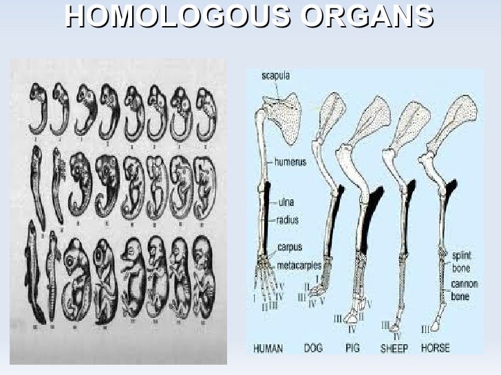 Darwin S Theory Of Evolution Through Natural Selection Involves Darwin S Theory Of Evolution Through Natural Selection Involves