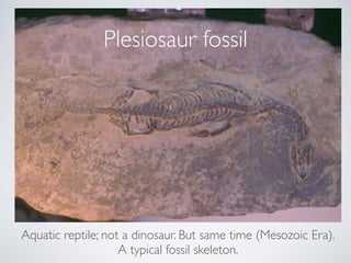 Aquatic reptile; not a dinosaur. But same time (Mesozoic Era). 
A typical fossil skeleton.
Plesiosaur fossil
 