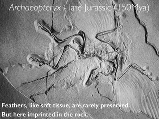 Feathers, like soft tissue, are rarely preserved.
But here imprinted in the rock.
Archaeopteryx - late Jurassic (150Mya)
 