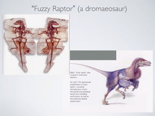 “Fuzzy Raptor” (a dromaeosaur)
 