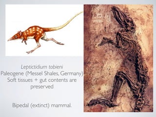 Leptictidium tobieni
Paleogene (Messel Shales, Germany)
Soft tissues + gut contents are
preserved
Bipedal (extinct) mammal.
 