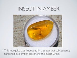 INSECT IN AMBER
• This mosquito was imbedded in tree sap that subsequently
hardened into amber, preserving the insect with...