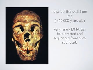 Neanderthal skull from
Iraq
(≈50,000 years old)
Very rarely, DNA can
be extracted and
sequenced from such
sub-fossils
 