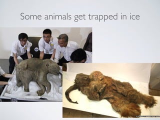 Some animals get trapped in ice
 
