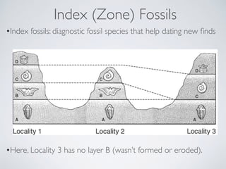 Index (Zone) Fossils
•Here, Locality 3 has no layer B (wasn’t formed or eroded).
•Index fossils: diagnostic fossil species...