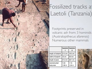 Fossilized tracks at
Laetoli (Tanzania)
Footprints preserved in
volcanic ash from: 3 hominids
(Australopithecus afarensis)...