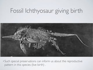Fossil Ichthyosaur giving birth
•Such special preservations can inform us about the reproductive
pattern in this species (...