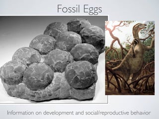 Fossil Eggs
Information on development and social/reproductive behavior
 