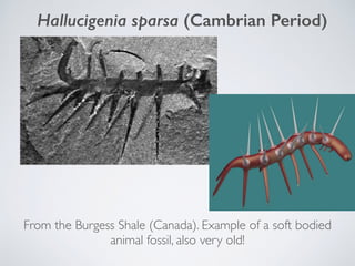 Hallucigenia sparsa (Cambrian Period)
From the Burgess Shale (Canada). Example of a soft bodied
animal fossil, also very o...