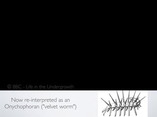 Now re-interpreted as an
Onychophoran ("velvet worm")
© BBC - Life in the Undergrowth
 