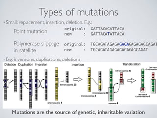 Types of mutations
•Small: replacement, insertion, deletion. E.g.:  
 
 
 
 
•Big: inversions, duplications, deletions
ori...