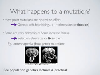 What happens to a mutation?
•Most point mutations are neutral: no effect.
•Some are very deleterious;
See population genet...