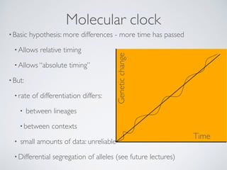 Molecular clock
•Basic hypothesis: more differences - more time has passed
•Allows relative timing
•Allows “absolute timin...