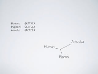 Human: GATTACA
Pigeon: GATTGCA
Amoeba: GGCTCCA
Human
Pigeon
Amoeba
 