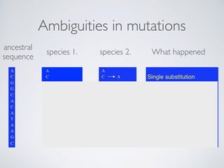 Ambiguities in mutations
ancestral
sequence
species 1. species 2. What happened
 