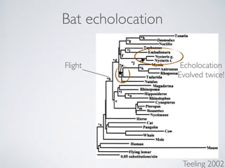 Bat echolocation
Teeling 2002
Echolocation
Evolved twice!
Flight
 