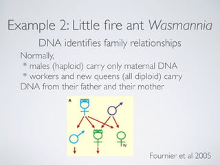 Example 2: Little ﬁre ant Wasmannia
DNA identiﬁes family relationships
Fournier et al 2005
Normally,
* males (haploid) car...