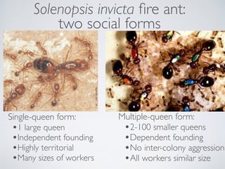 Solenopsis invicta ﬁre ant:
two social forms
•1 large queen
•Independent founding
•Highly territorial
•Many sizes of worke...