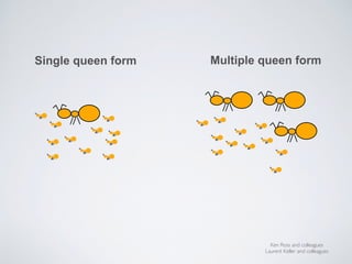 Single queen form Multiple queen form
Ken Ross and colleagues
Laurent Keller and colleagues
 