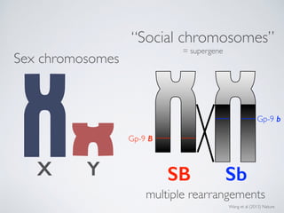 Sex chromosomes
X Y
Gp-9 B
Gp-9 b
SB Sb
“Social chromosomes”
= supergene
multiple rearrangements
Wang et al (2013) Nature
 