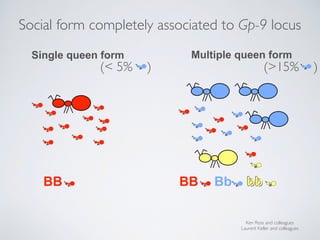 bbbbBB BB Bb bb
Ken Ross and colleagues
Laurent Keller and colleagues
Single queen form Multiple queen form
Social form co...