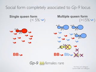 bbBB BB Bb
x
Gp-9 bb females rare
Ken Ross and colleagues
Laurent Keller and colleagues
Single queen form Multiple queen f...