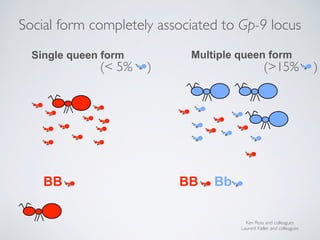 BB BB Bb
Ken Ross and colleagues
Laurent Keller and colleagues
Single queen form Multiple queen form
Social form completel...