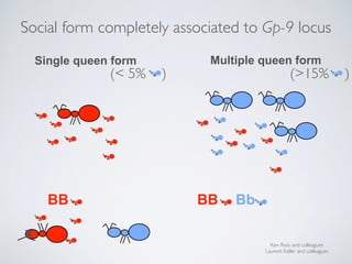 BB BB Bb
x
Ken Ross and colleagues
Laurent Keller and colleagues
Single queen form Multiple queen form
Social form complet...