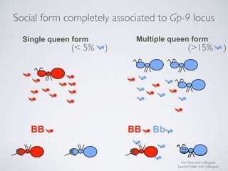 BB BB Bb
x x x
Ken Ross and colleagues
Laurent Keller and colleagues
Single queen form Multiple queen form
(>15% )(< 5% )
...