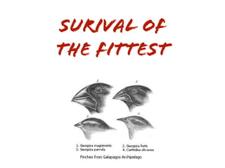 Evolution Marken Kommunikation