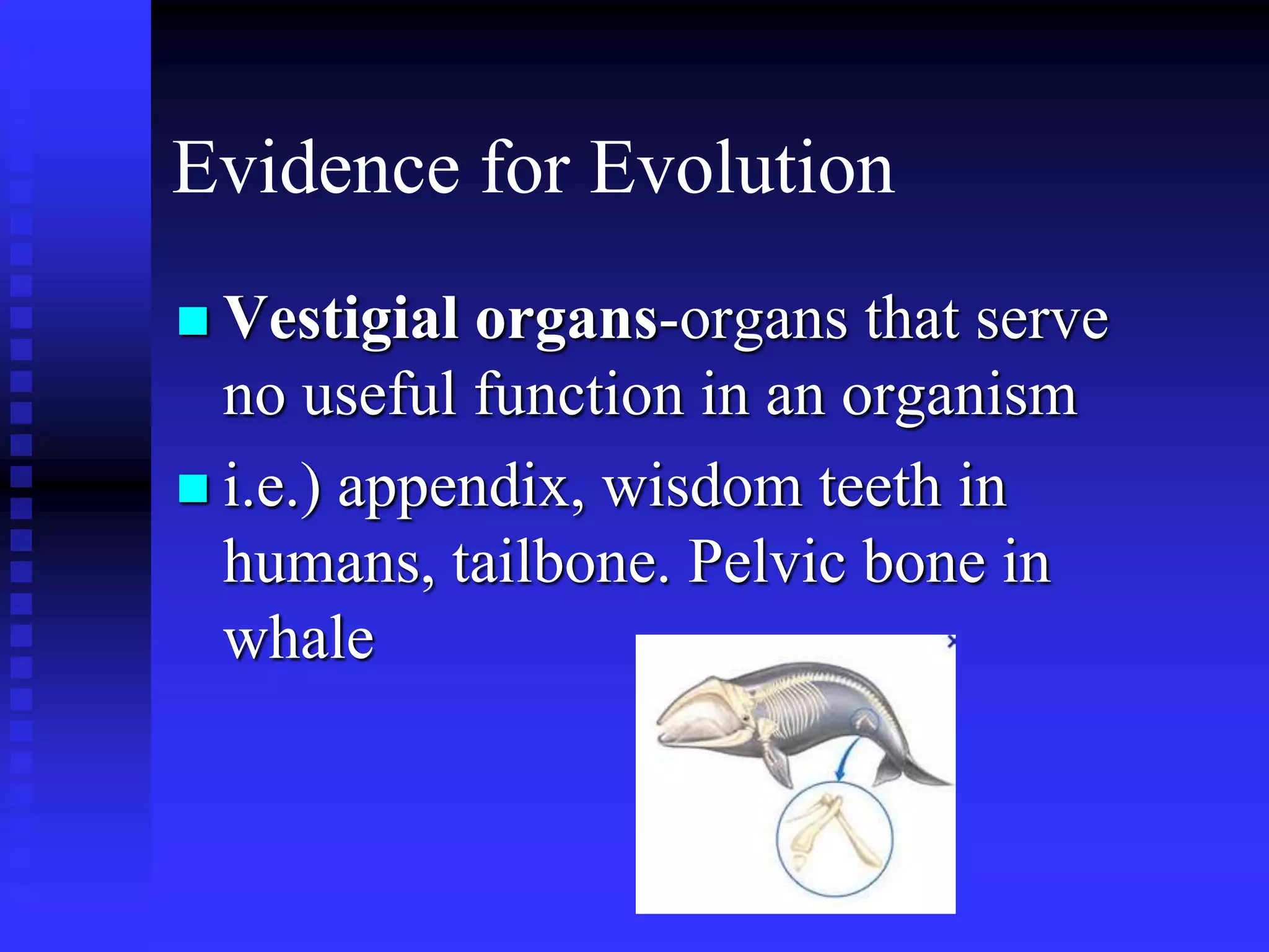 Evidence for Evolution
 Vestigial organs-organs that serve
no useful function in an organism
 i.e.) appendix, wisdom teeth in
humans, tailbone. Pelvic bone in
whale
 