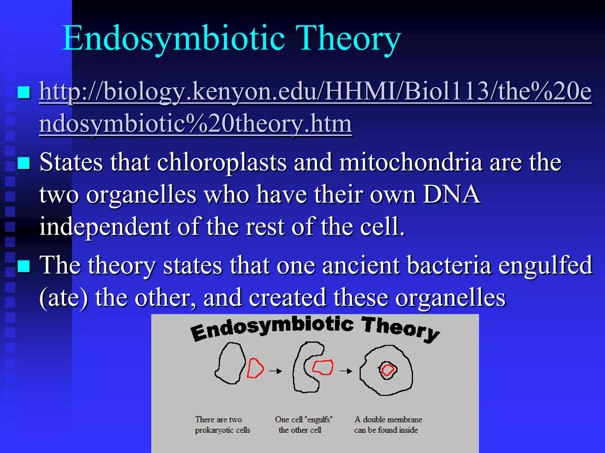 Endosymbiotic Theory
 http://biology.kenyon.edu/HHMI/Biol113/the%20e
ndosymbiotic%20theory.htm
 States that chloroplasts and mitochondria are the
two organelles who have their own DNA
independent of the rest of the cell.
 The theory states that one ancient bacteria engulfed
(ate) the other, and created these organelles
 